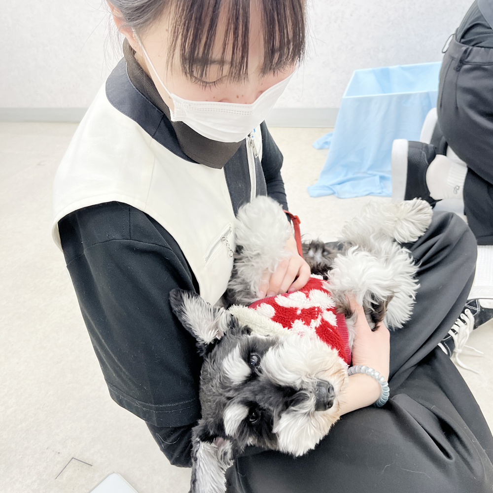 モデル犬の写真撮影会PART①